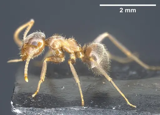 Lasius mauretanicus specimen ANTWEB1041448 image antweb1041448_5