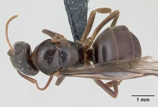 Lasius meridionalis specimen CASENT0172711 image casent0172711_1