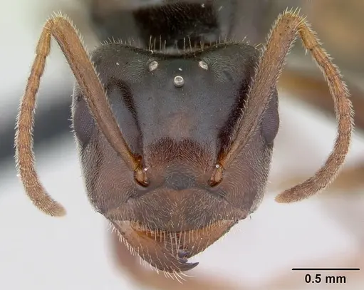 Lasius meridionalis specimen CASENT0172711 image casent0172711_2