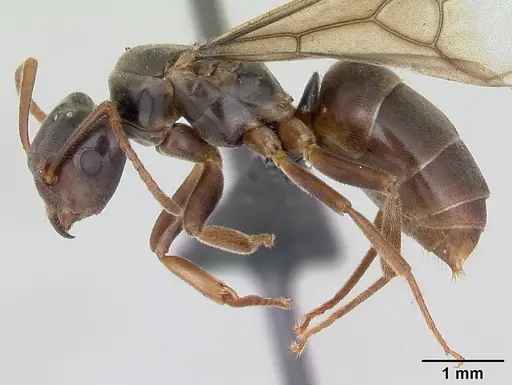 Lasius meridionalis specimen CASENT0172711 image casent0172711_3
