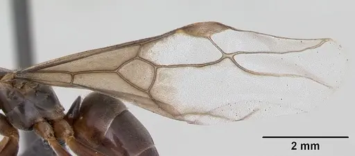 Lasius meridionalis specimen CASENT0172711 image casent0172711_4