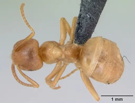Lasius meridionalis specimen CASENT0172741 image casent0172741_1