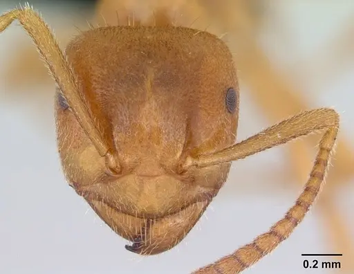 Lasius meridionalis specimen CASENT0172741 image casent0172741_2