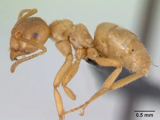Lasius meridionalis specimen CASENT0172741 image casent0172741_3