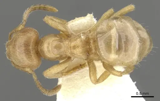 Lasius mexicanus specimen CASENT0903203 image casent0903203_1