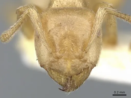 Lasius mexicanus specimen CASENT0903203 image casent0903203_2