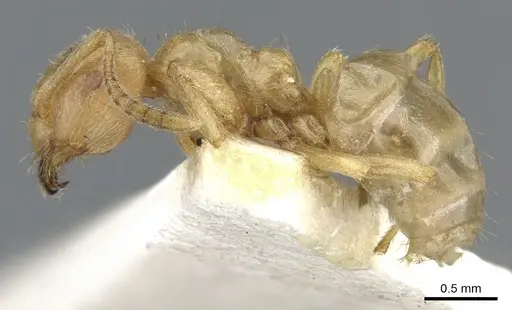 Lasius mexicanus specimen CASENT0903203 image casent0903203_3