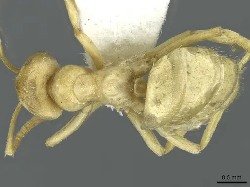 Lasius mikir specimen CASENT0912295 image casent0912295_1