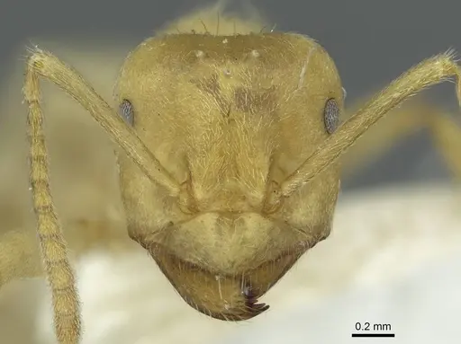 Lasius mikir specimen CASENT0912295 image casent0912295_2