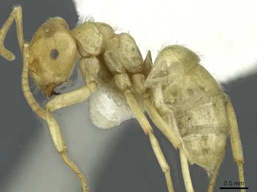 Lasius mikir specimen CASENT0912295 image casent0912295_3