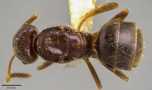 Lasius minutus specimen ANTWEB1041691 image antweb1041691_1