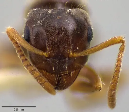 Lasius minutus specimen ANTWEB1041691 image antweb1041691_2