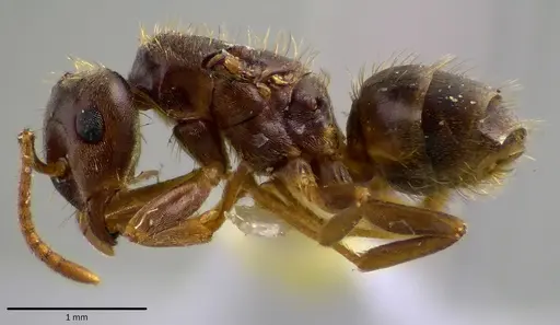 Lasius minutus specimen ANTWEB1041691 image antweb1041691_3
