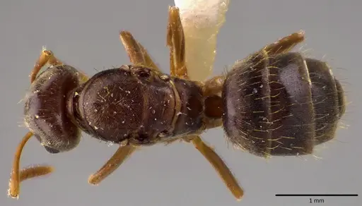 Lasius minutus specimen ANTWEB1048501 image antweb1048501_1