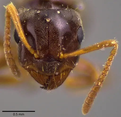 Lasius minutus specimen ANTWEB1048501 image antweb1048501_2