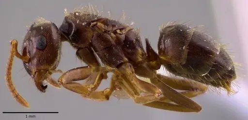 Lasius minutus specimen ANTWEB1048501 image antweb1048501_3