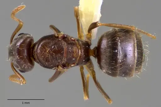 Lasius minutus specimen ANTWEB1060171 image antweb1060171_1