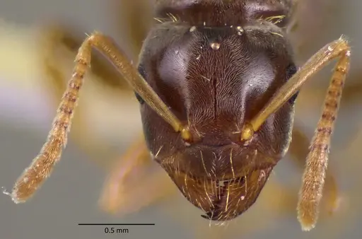 Lasius minutus specimen ANTWEB1060171 image antweb1060171_2