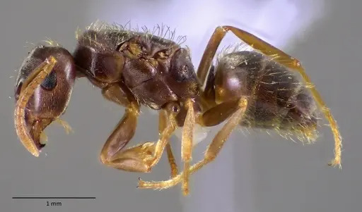Lasius minutus specimen ANTWEB1060171 image antweb1060171_3