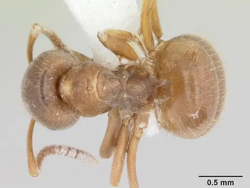 Lasius minutus specimen CASENT0104880 image casent0104880_1