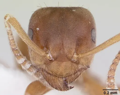 Lasius minutus specimen CASENT0104880 image casent0104880_2