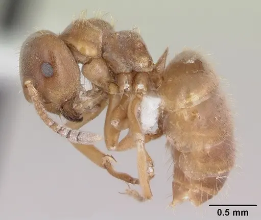 Lasius minutus specimen CASENT0104880 image casent0104880_3