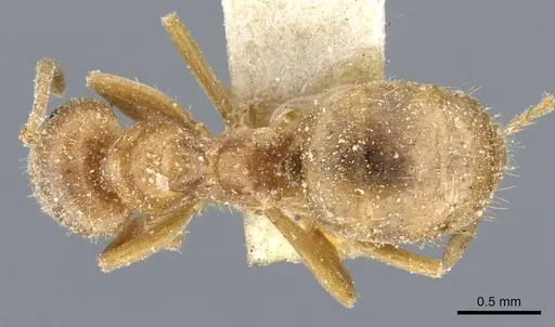 Lasius minutus specimen CASENT0905681 image casent0905681_1