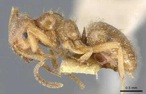 Lasius minutus specimen CASENT0905681 image casent0905681_2
