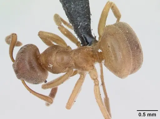 Lasius mixtus specimen CASENT0172710 image casent0172710_1