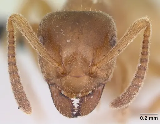 Lasius mixtus specimen CASENT0172710 image casent0172710_2