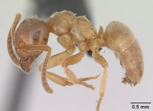 Lasius mixtus specimen CASENT0172710 image casent0172710_3
