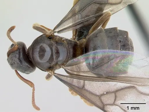 Lasius mixtus specimen CASENT0172755 image casent0172755_1