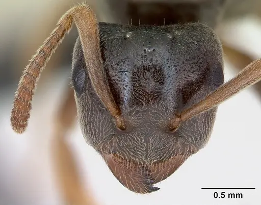 Lasius mixtus specimen CASENT0172755 image casent0172755_2