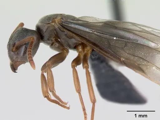 Lasius mixtus specimen CASENT0172755 image casent0172755_3