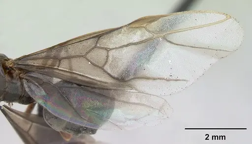 Lasius mixtus specimen CASENT0172755 image casent0172755_4