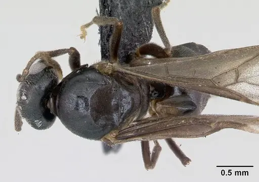 Lasius mixtus specimen CASENT0172756 image casent0172756_1