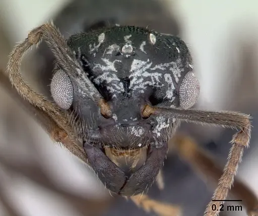 Lasius mixtus specimen CASENT0172756 image casent0172756_2