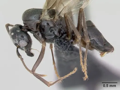 Lasius mixtus specimen CASENT0172756 image casent0172756_3