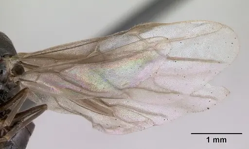 Lasius mixtus specimen CASENT0172756 image casent0172756_4