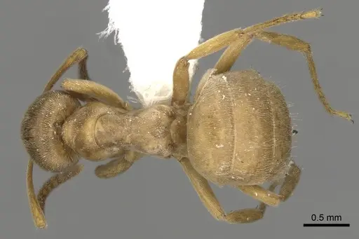 Lasius mixtus specimen CASENT0280464 image casent0280464_1