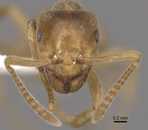 Lasius mixtus specimen CASENT0280464 image casent0280464_2