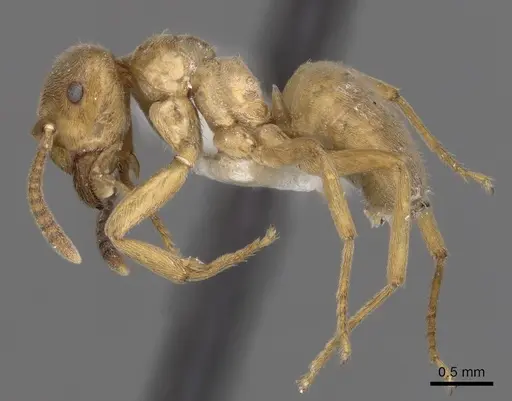 Lasius mixtus specimen CASENT0280464 image casent0280464_3