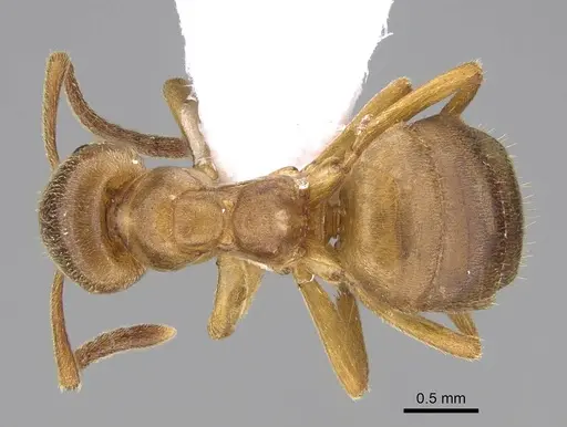 Lasius mixtus specimen CASENT0922714 image casent0922714_1