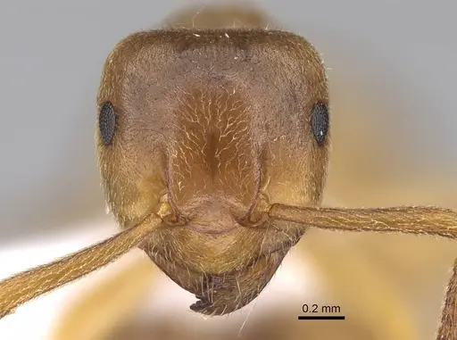 Lasius mixtus specimen CASENT0922714 image casent0922714_2