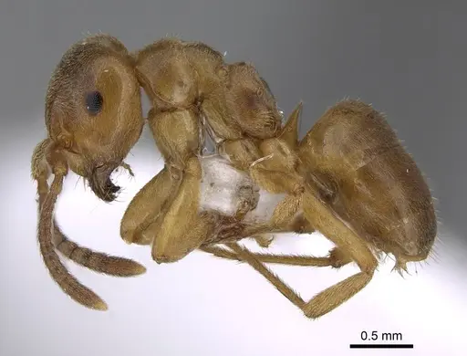 Lasius mixtus specimen CASENT0922714 image casent0922714_3