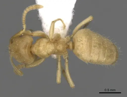 Lasius myops specimen CASENT0280455 image casent0280455_1