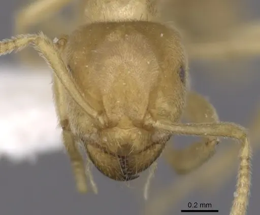 Lasius myops specimen CASENT0280455 image casent0280455_2
