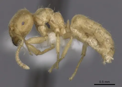 Lasius myops specimen CASENT0280455 image casent0280455_3
