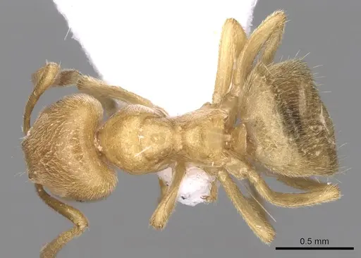 Lasius myops specimen CASENT0906073 image casent0906073_1