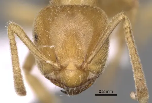 Lasius myops specimen CASENT0906073 image casent0906073_2